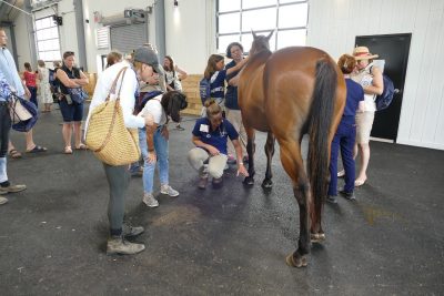 Horse examination at the 2024 EMC Open House event.