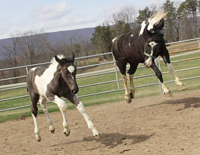 Mom Jewel (at right) and her foal Meg are at home and enjoying life.